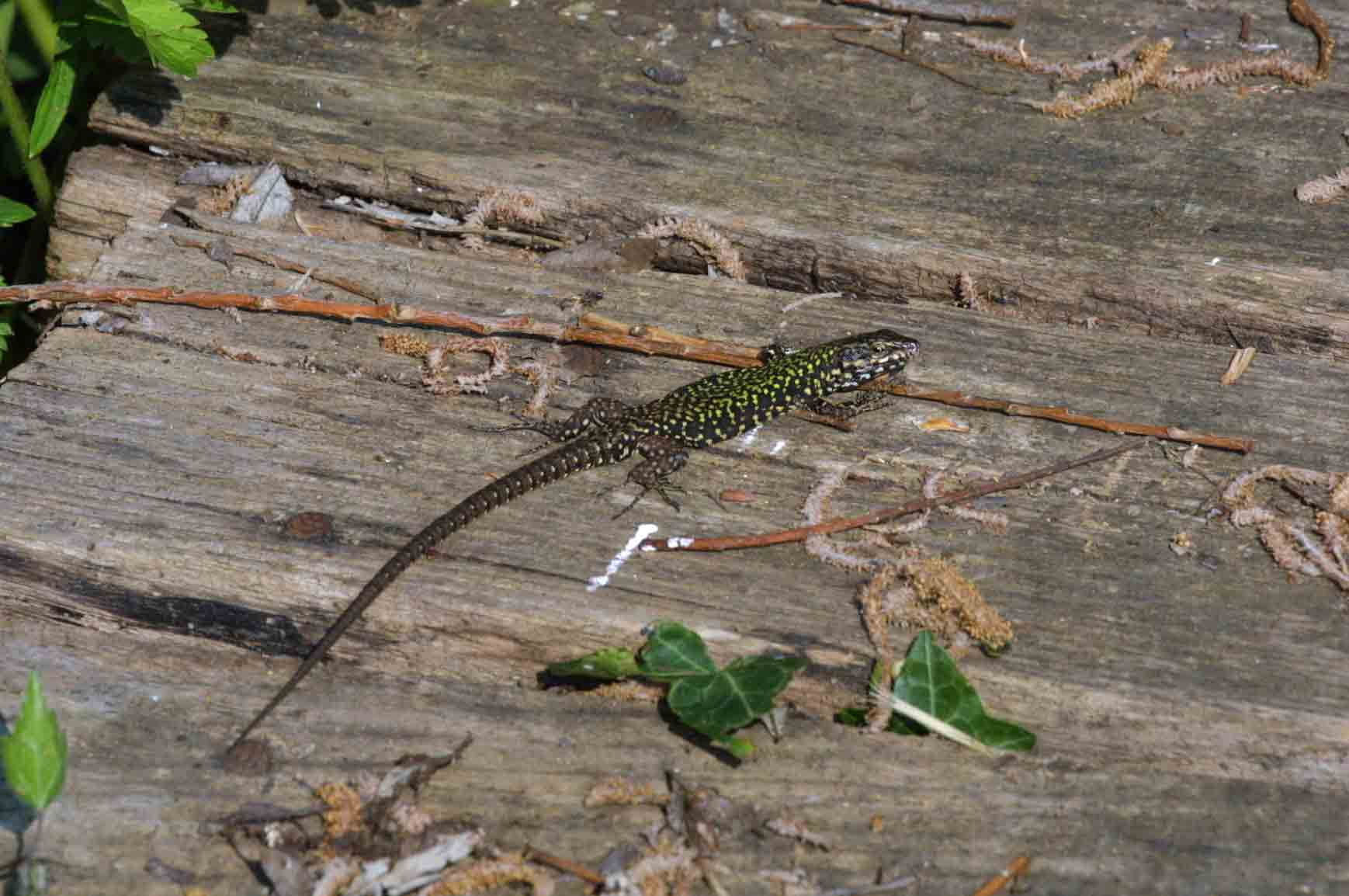 Podarcis muralis nigriventris